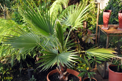 washingtonia filifera